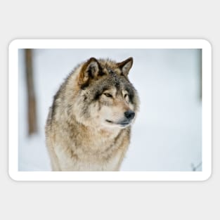 Gray Wolf Sticker